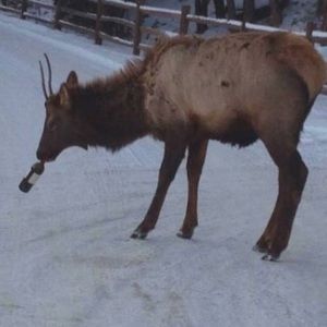 Meet your Posher, Erieric